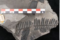 Foto (Detailansicht) von Pterophyllum longifolium Br. (NHMW-GEO-2024-0188-10627)